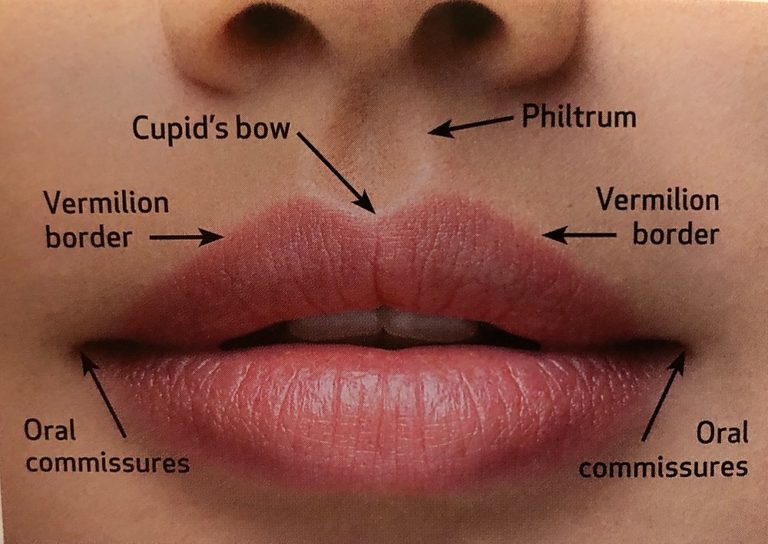 Lip Anatomy Essence Medical Cosmetic Clinic