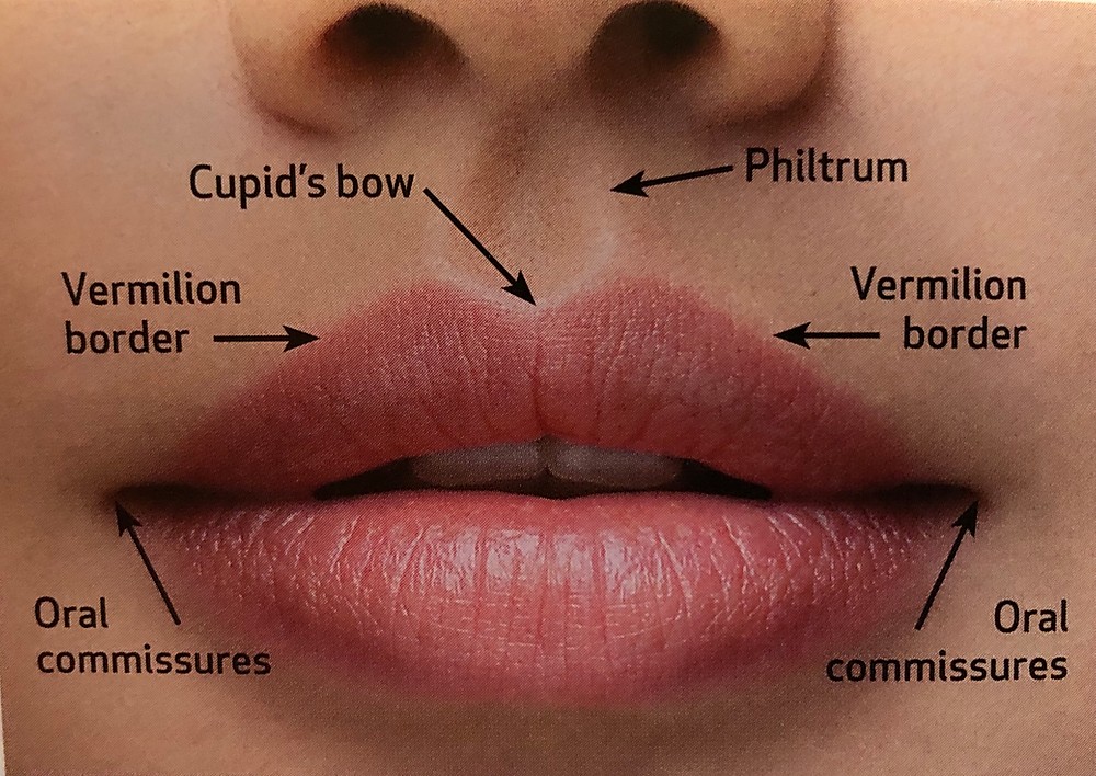 Lip Anatomy | Essence Medical Cosmetic Clinic